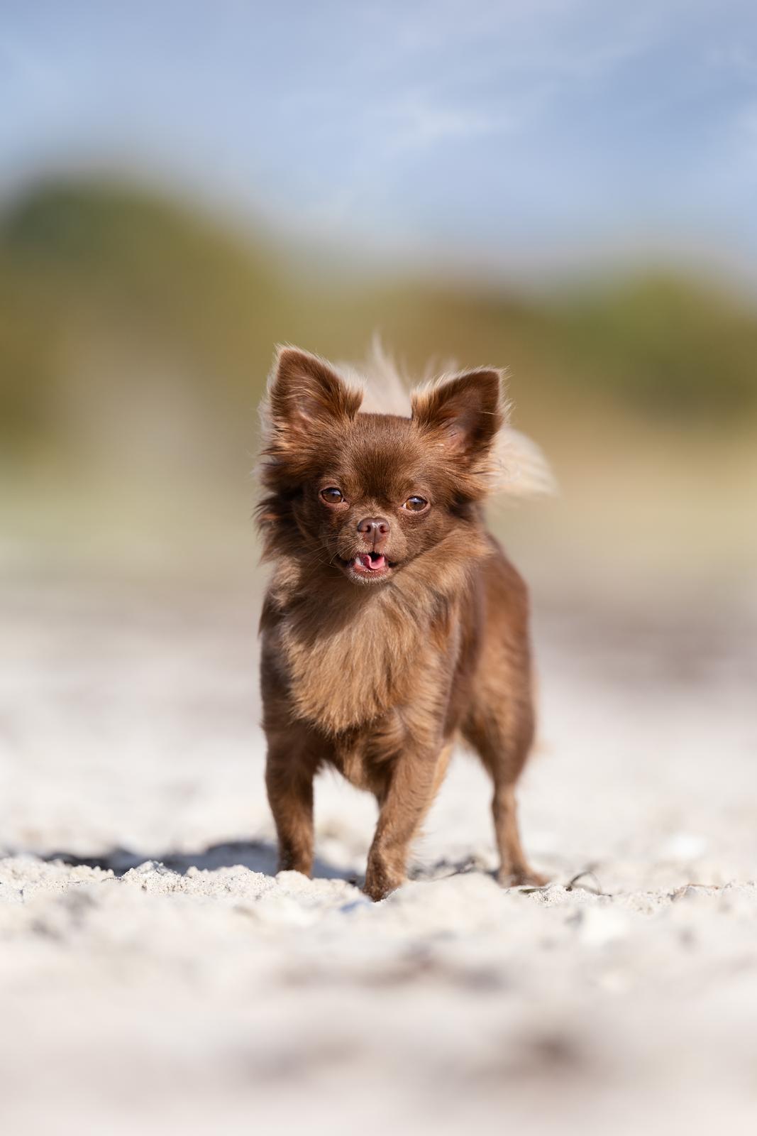 Chihuahua Nellie billede 33