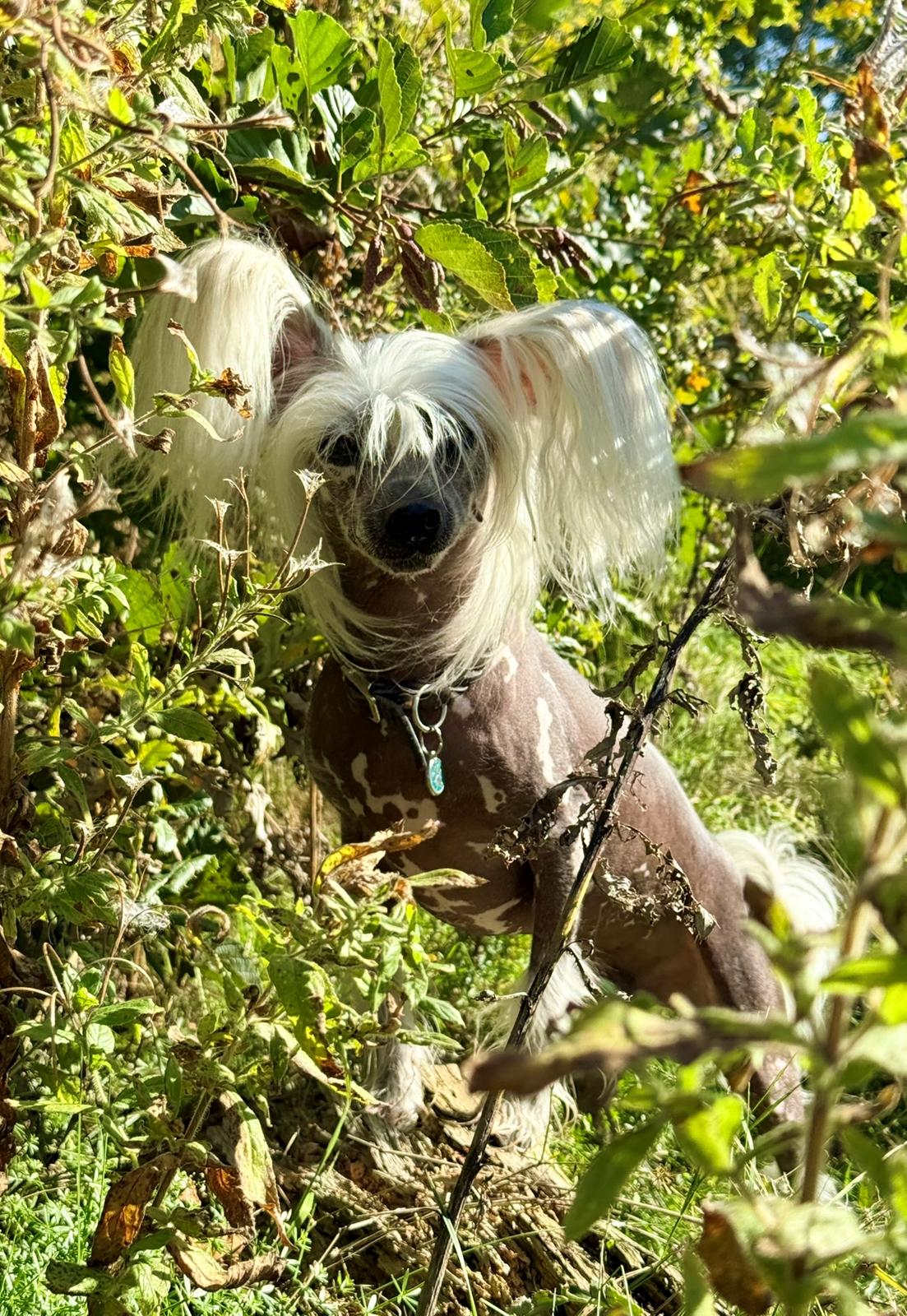 Chinese crested hårløs Malthe - Nov 2024 billede 4