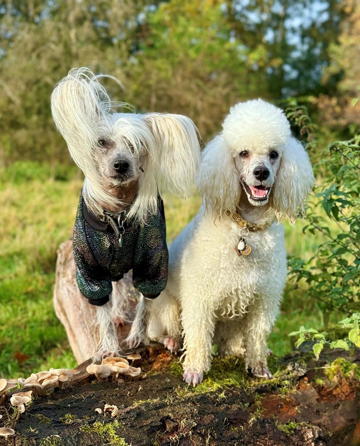 Chinese crested hårløs Malthe billede 7