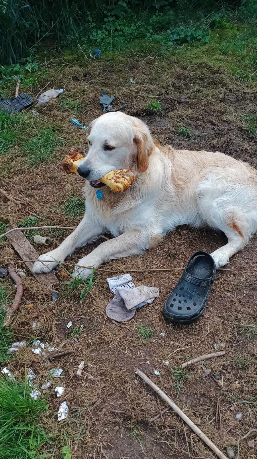 Golden retriever Simba - Simba's 1 års fødselsdag, 5. juni 2024 billede 9