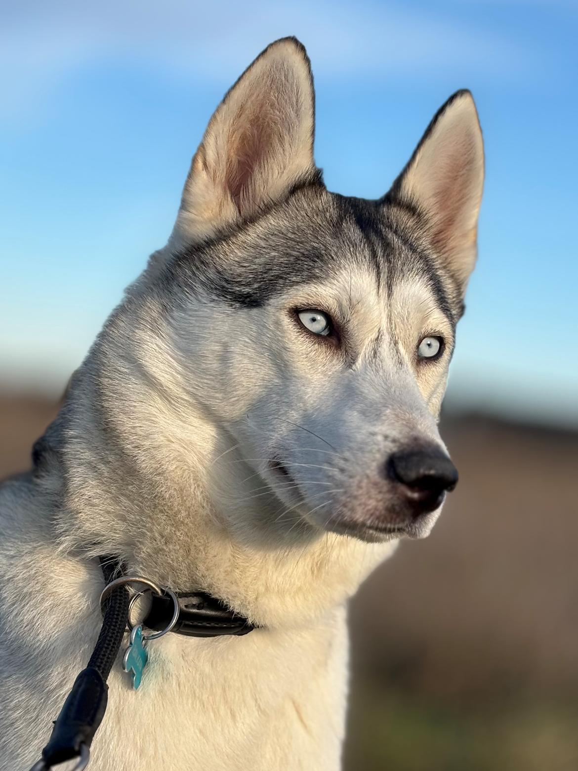 Siberian husky Balkan billede 2