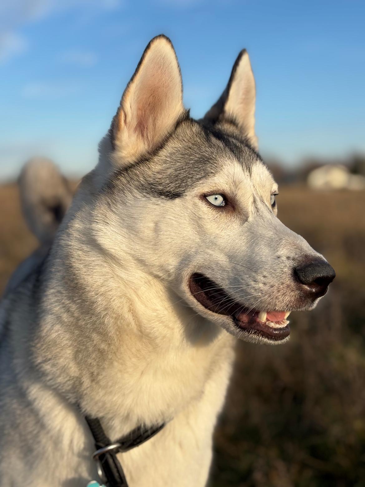 Siberian husky Balkan billede 3