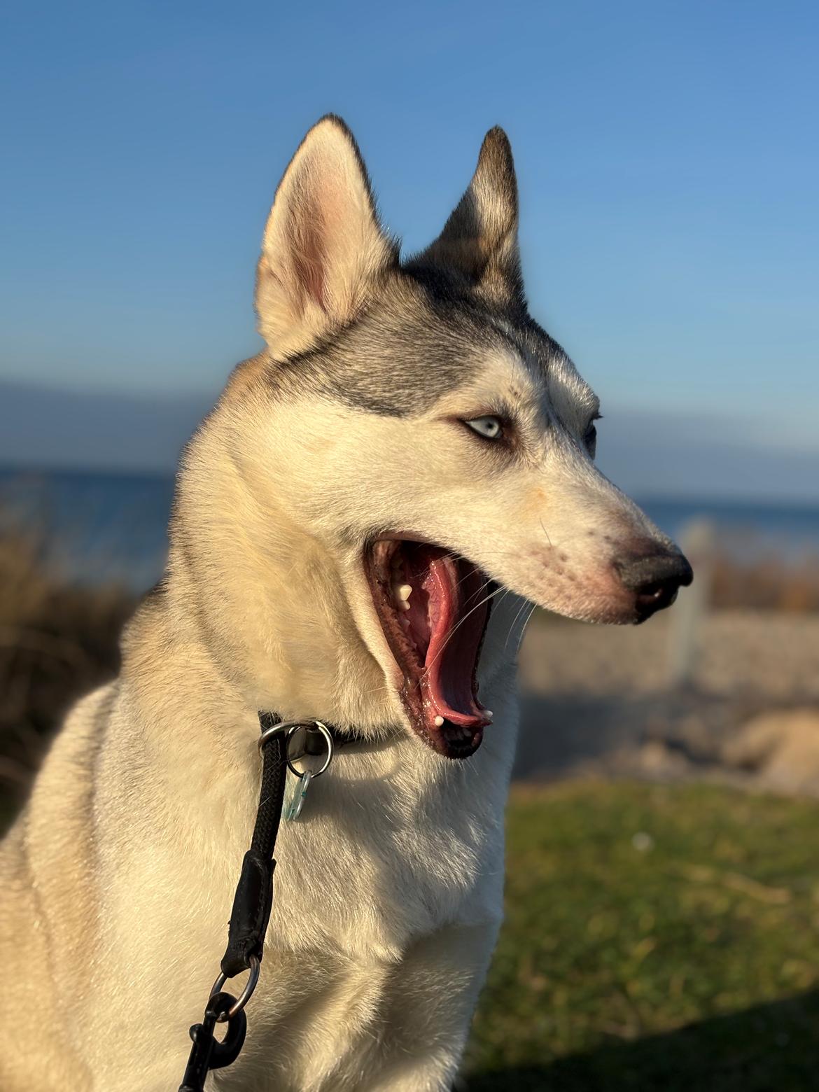 Siberian husky Balkan billede 4