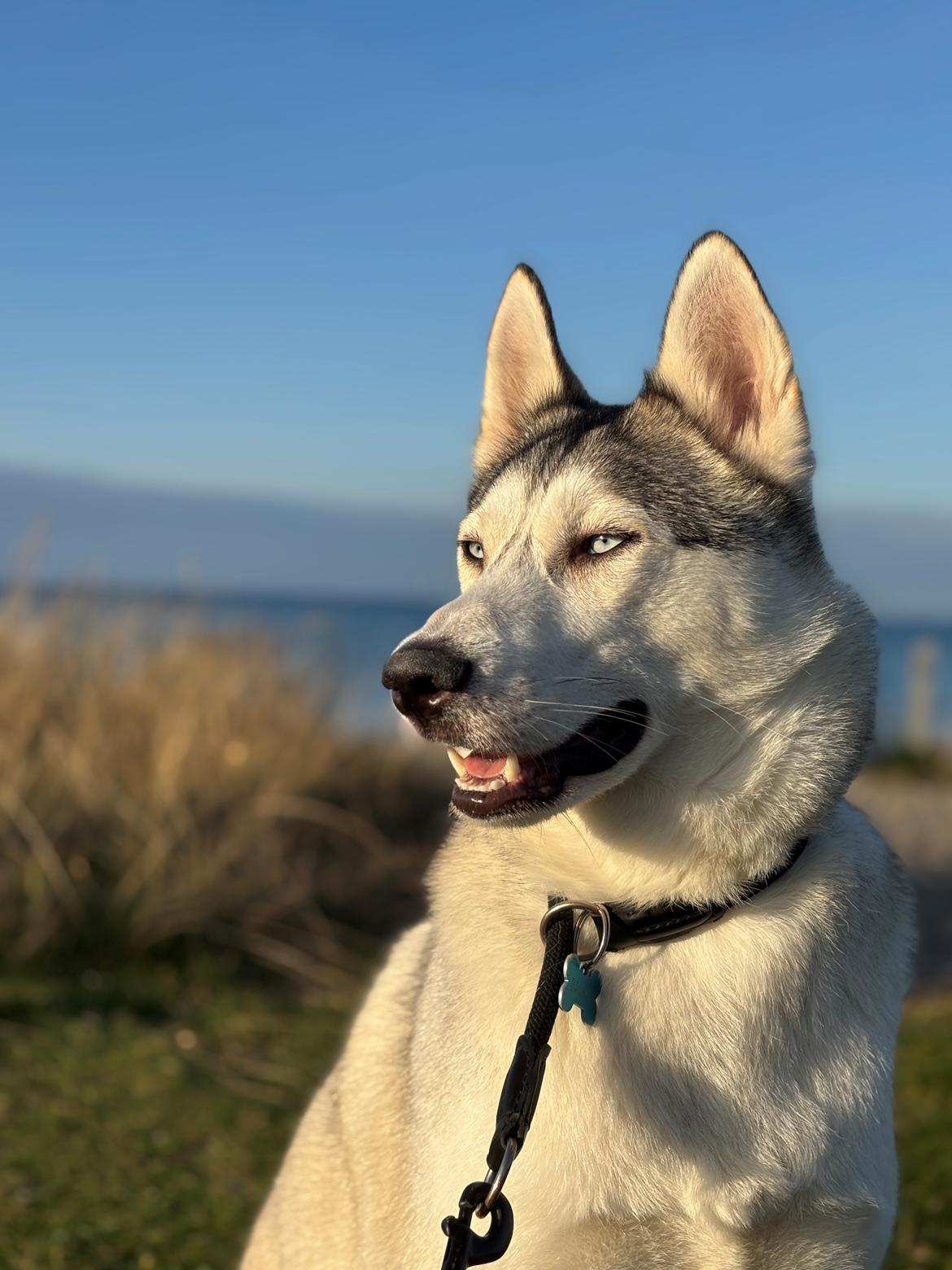 Siberian husky Balkan billede 1