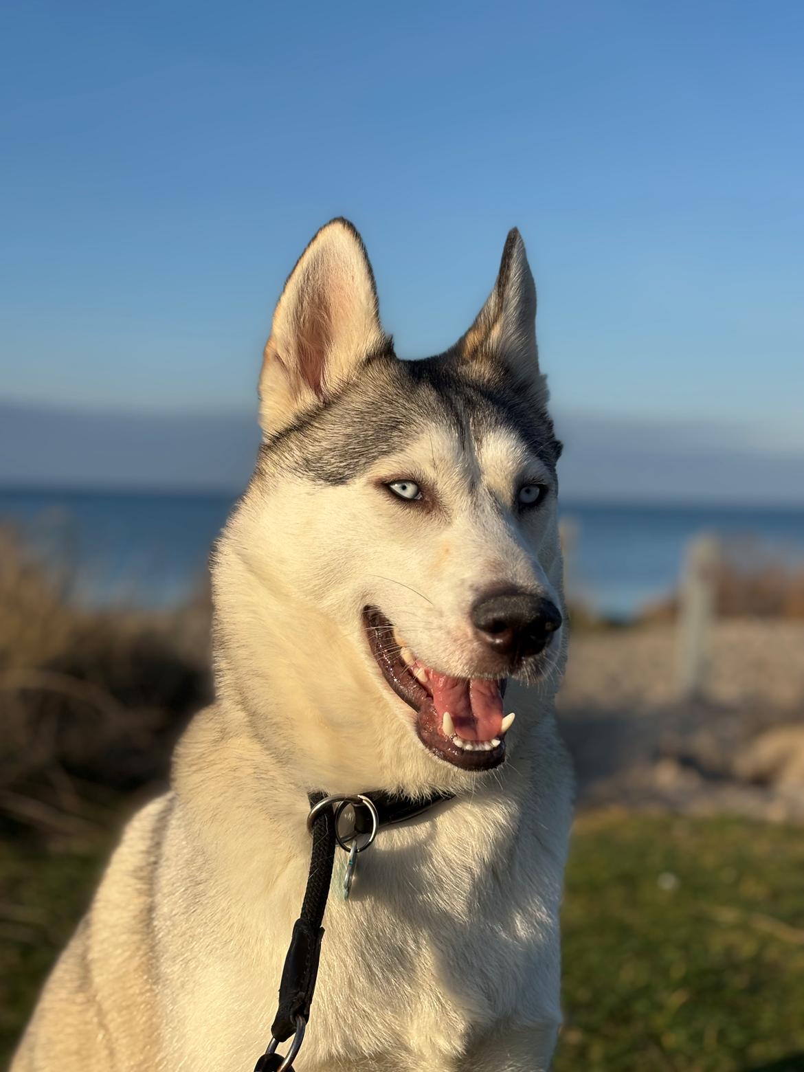 Siberian husky Balkan billede 5