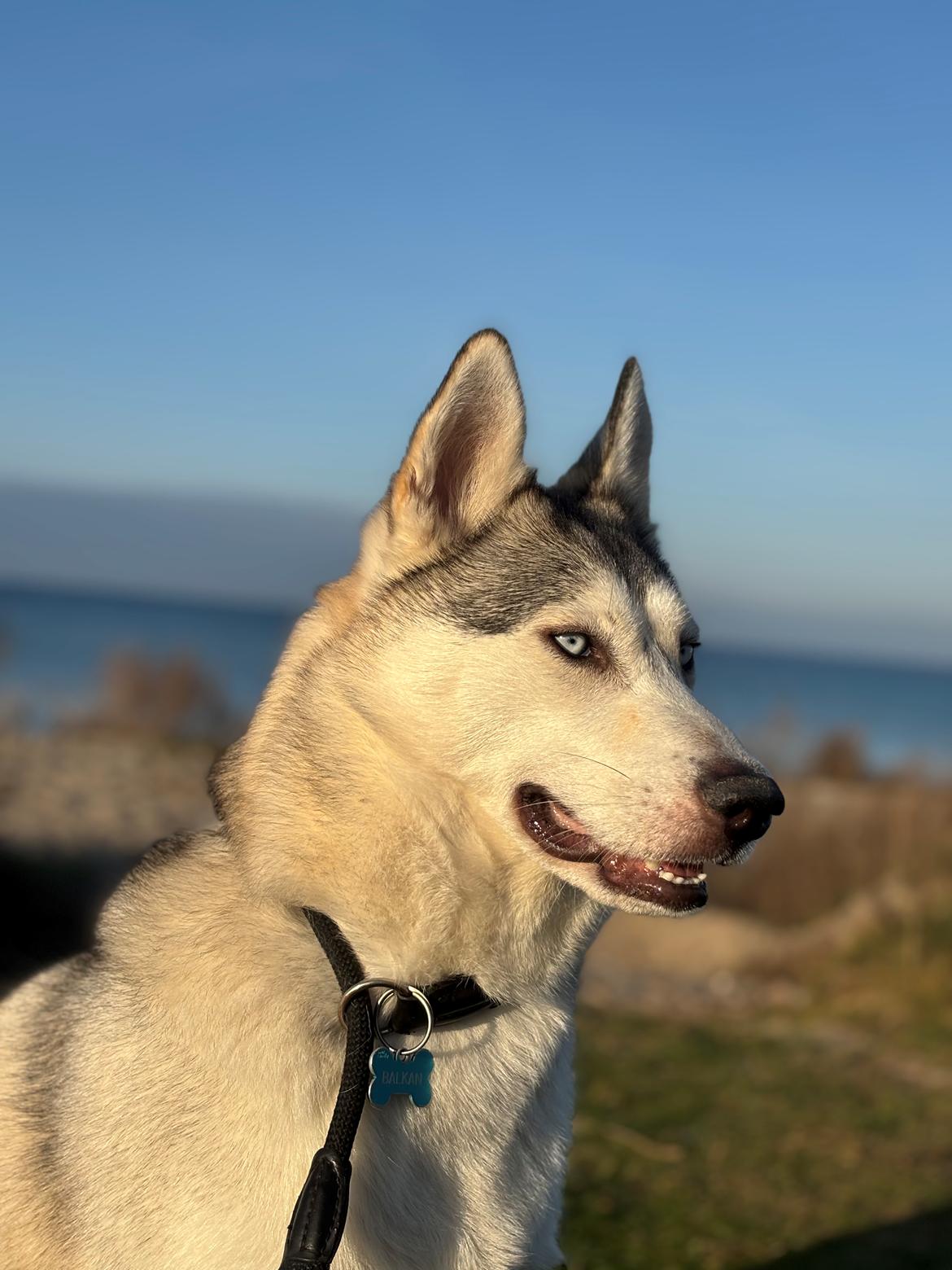 Siberian husky Balkan billede 6