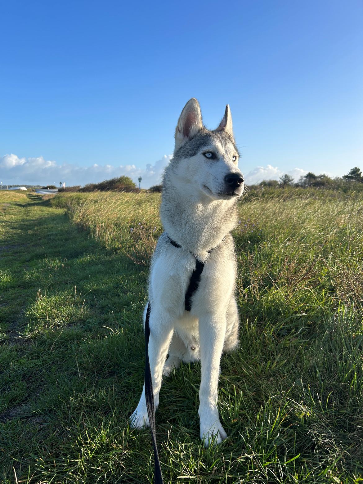 Siberian husky Balkan billede 7