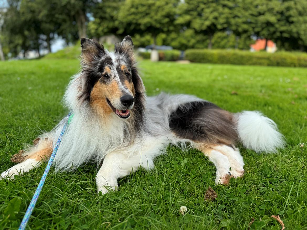 Collie langhåret Felix billede 11