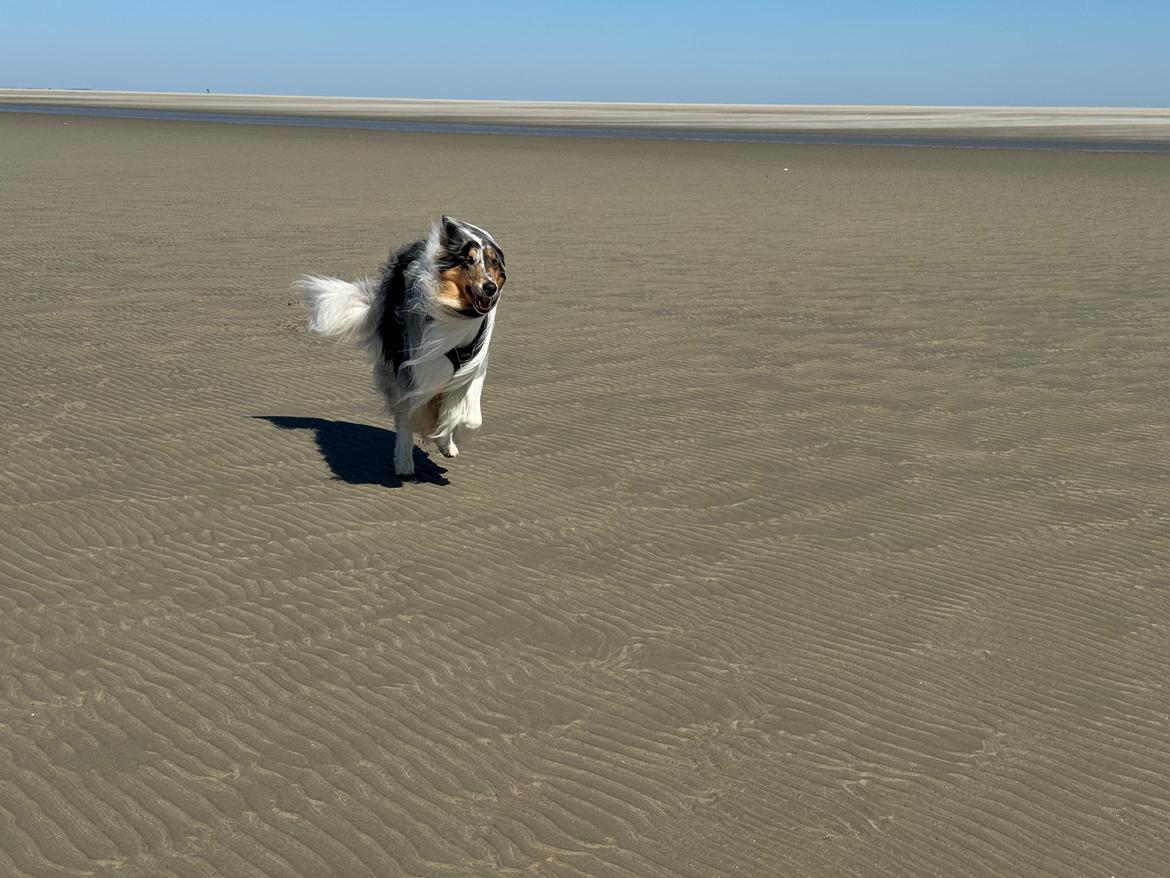 Collie langhåret Felix billede 12