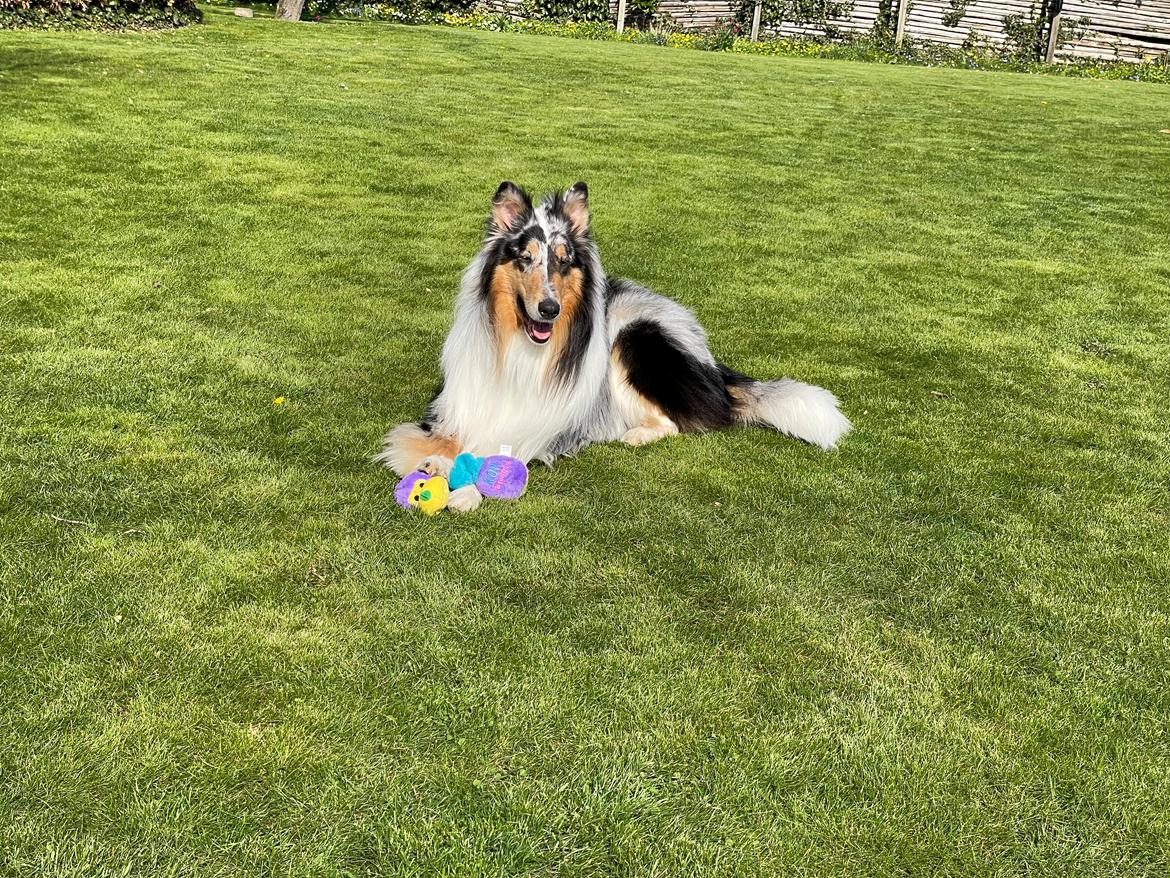 Collie langhåret Felix billede 5