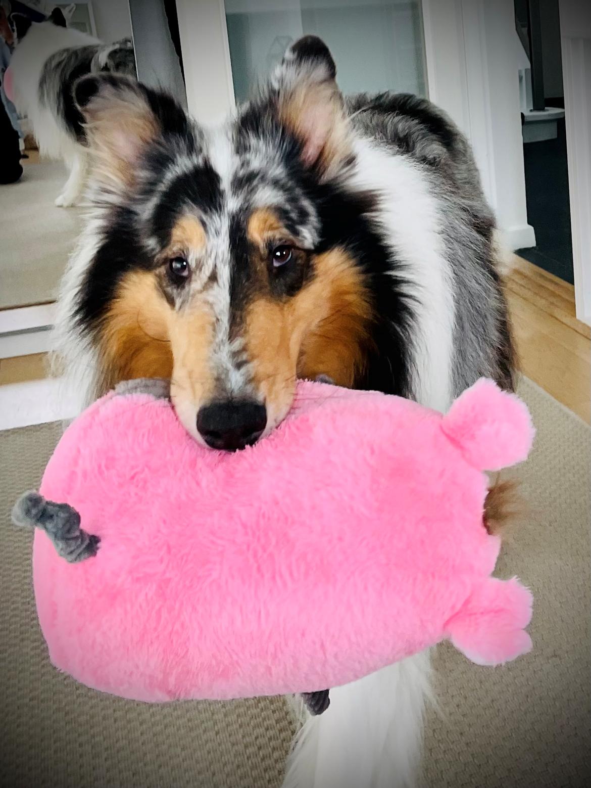 Collie langhåret Felix billede 2