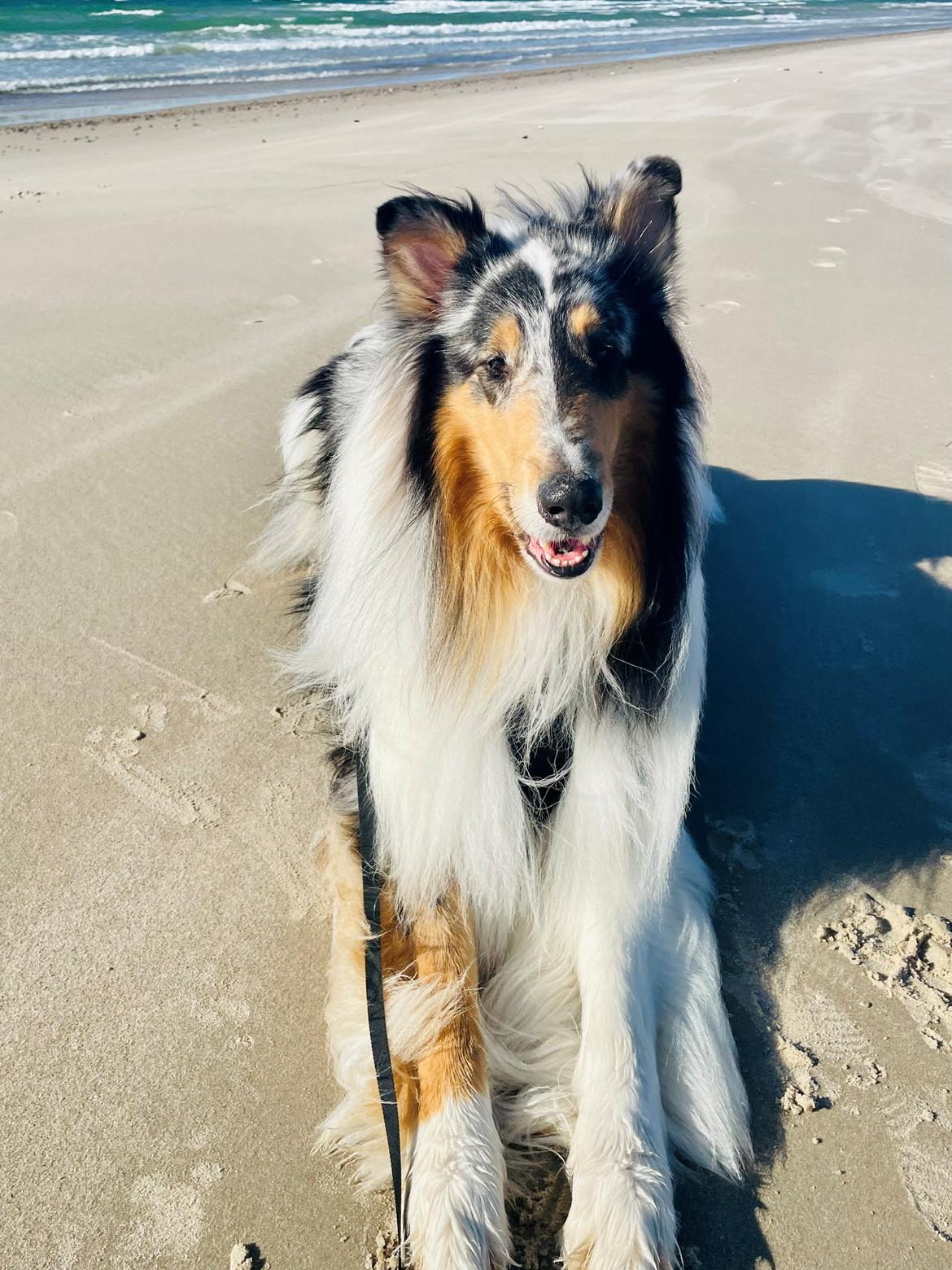 Collie langhåret Felix billede 4