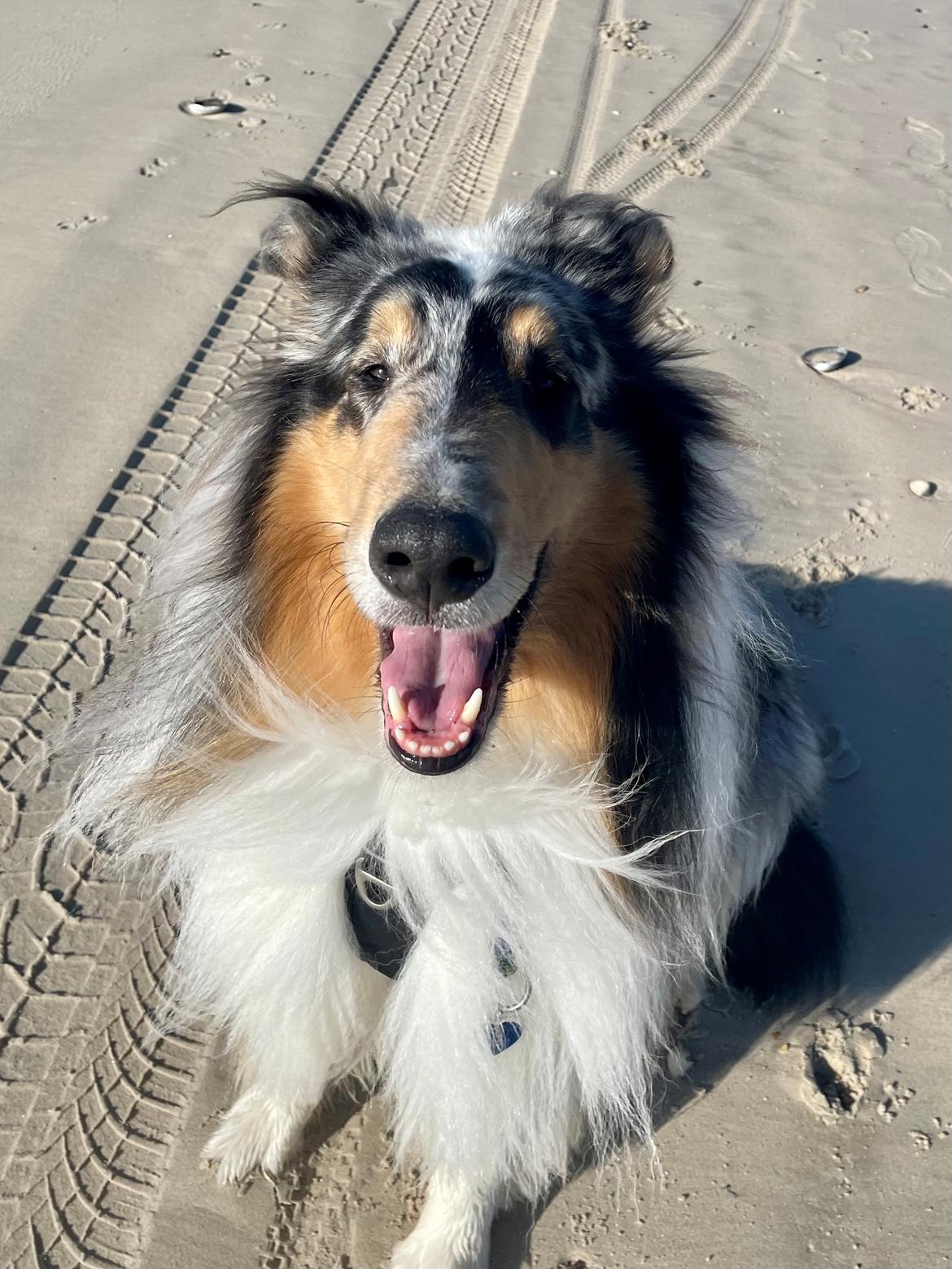 Collie langhåret Felix billede 3