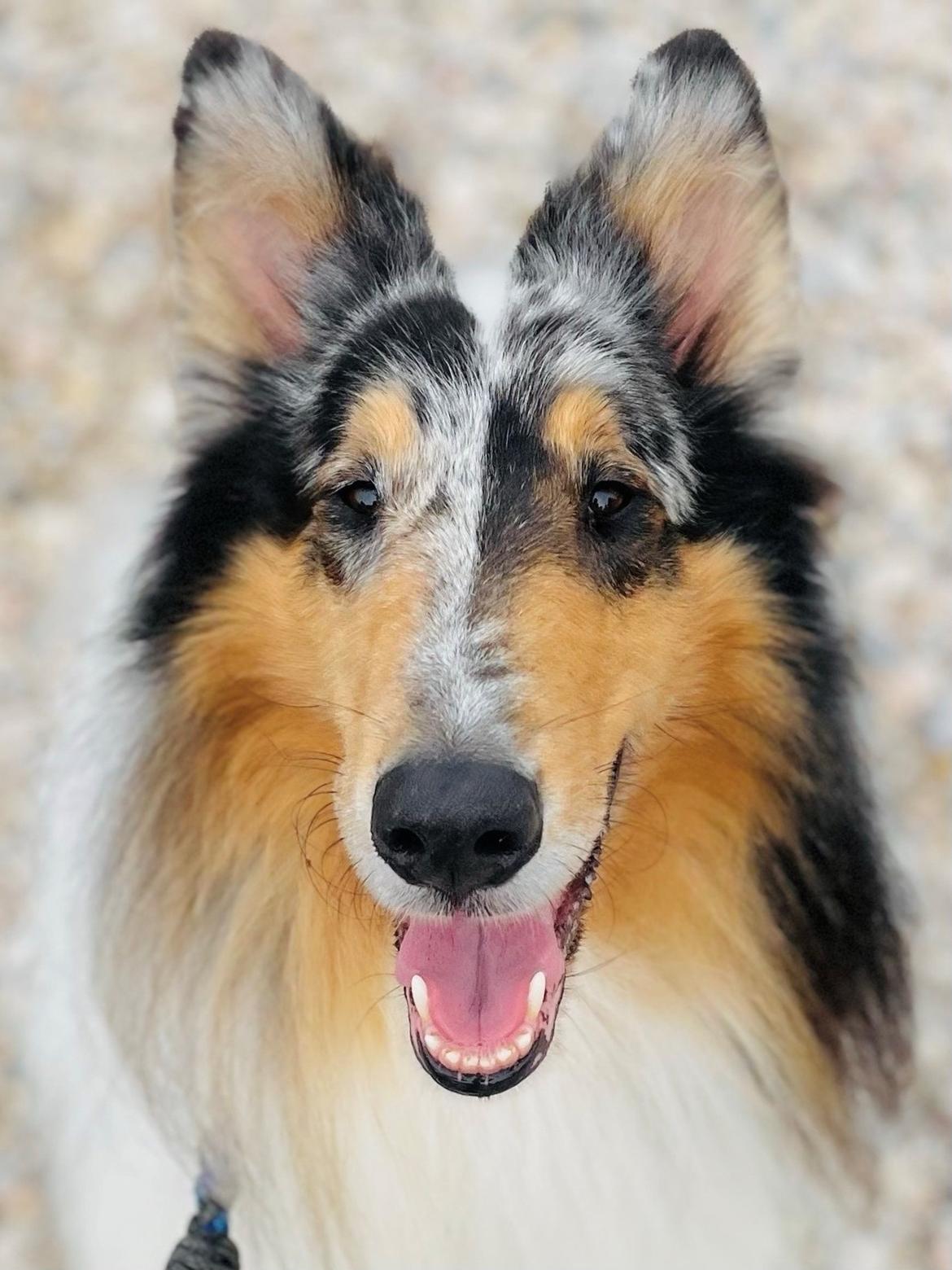 Collie langhåret Felix billede 1