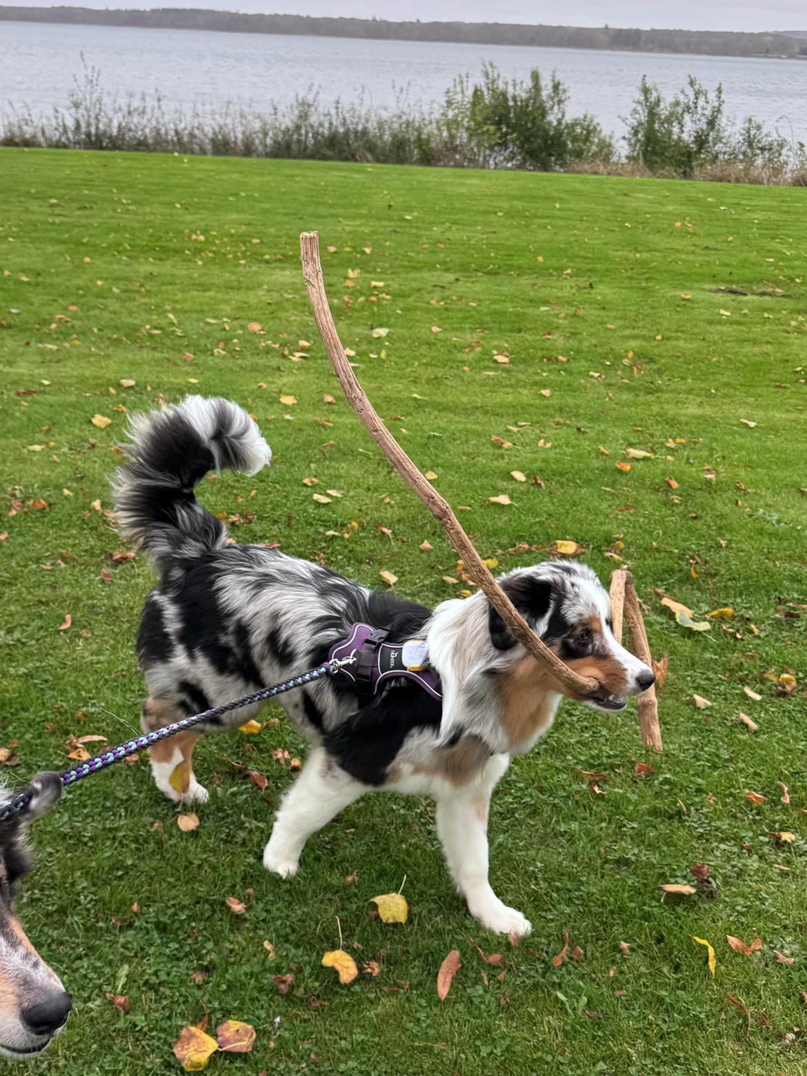 Australian shepherd Maicy billede 2