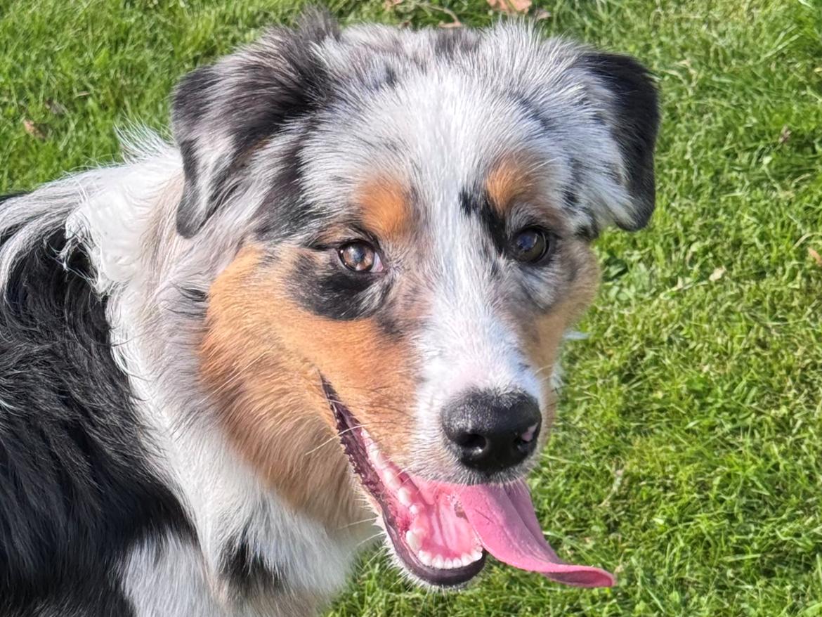 Australian shepherd Maicy billede 4