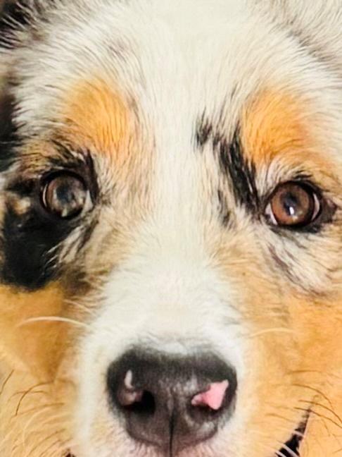 Australian shepherd Maicy billede 5