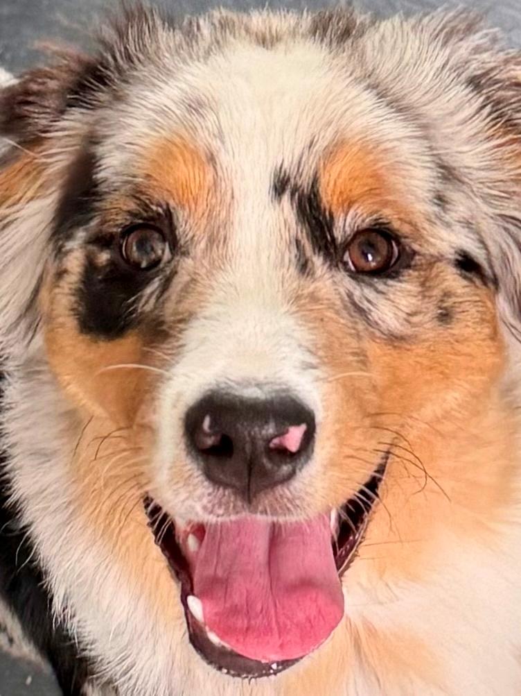 Australian shepherd Maicy billede 6