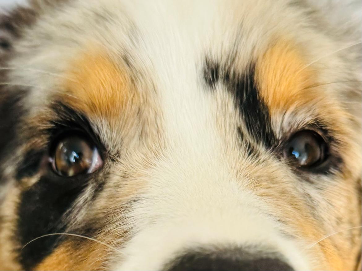 Australian shepherd Maicy billede 8