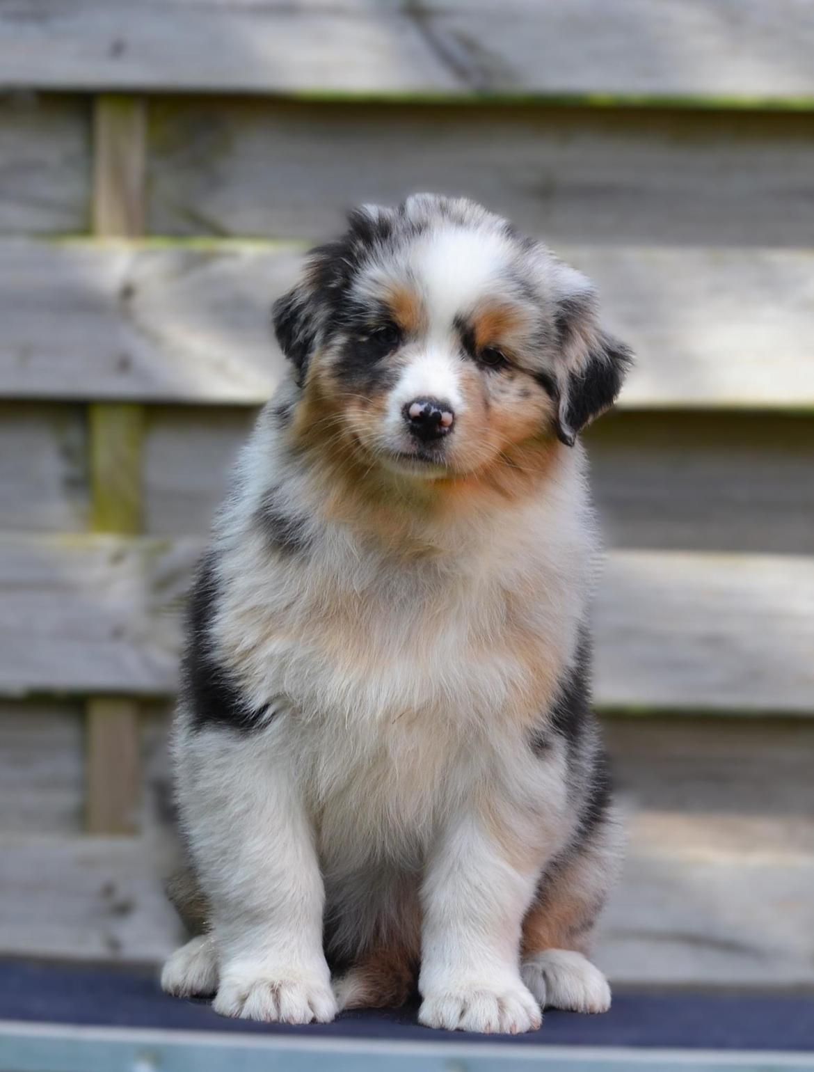 Australian shepherd Maicy billede 9