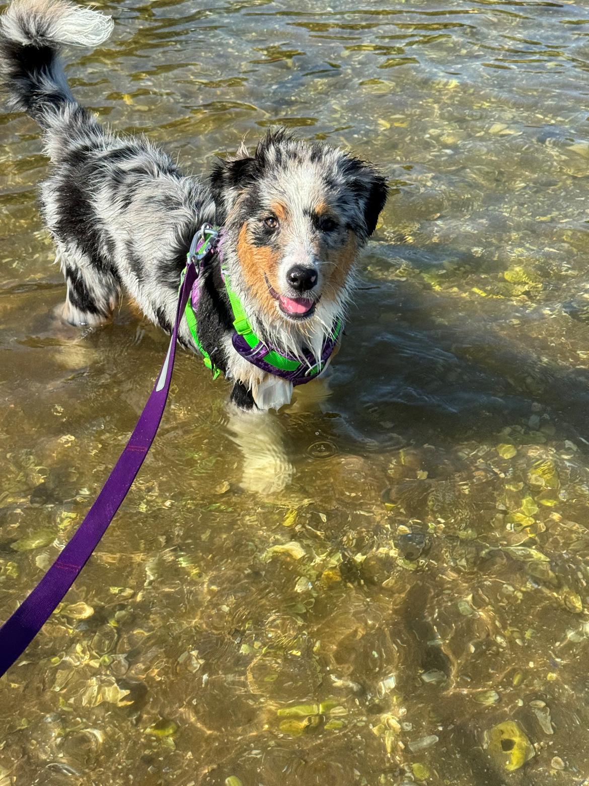 Australian shepherd Maicy billede 10