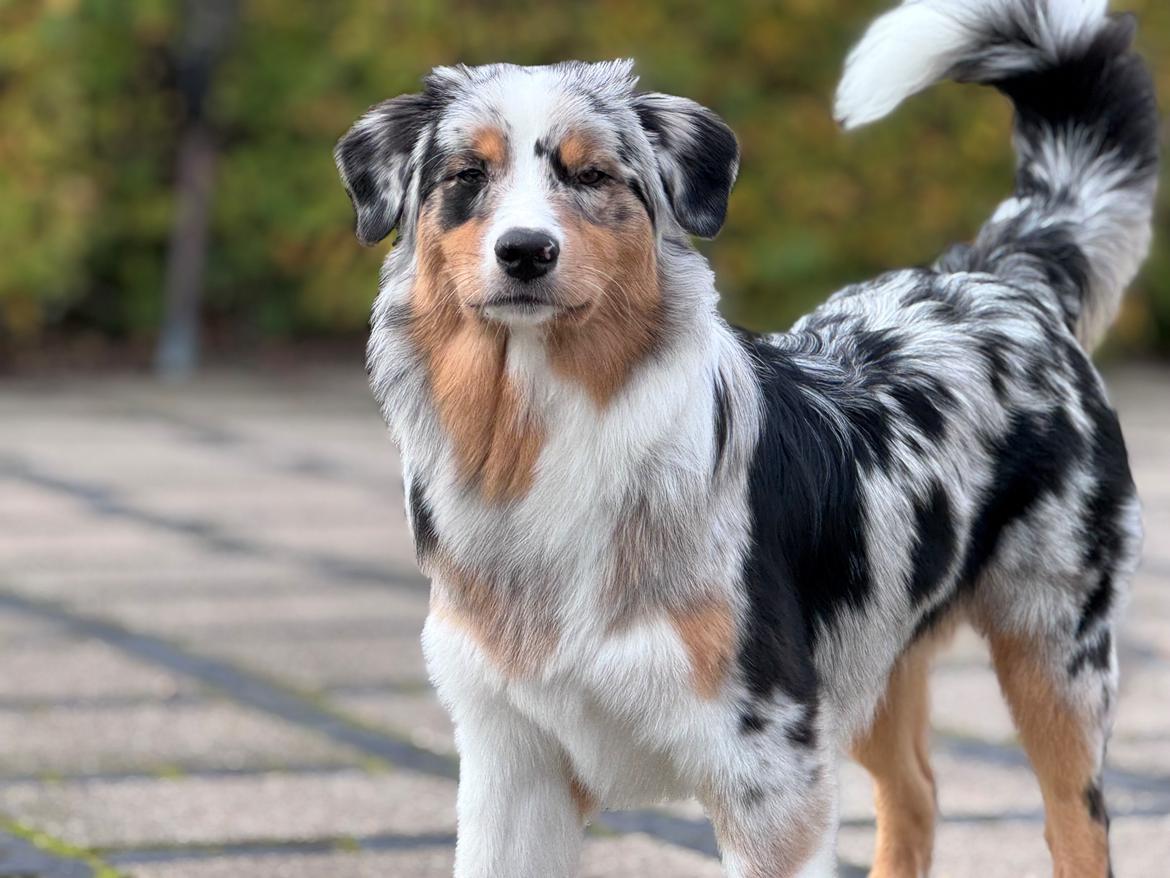 Australian shepherd Maicy billede 3