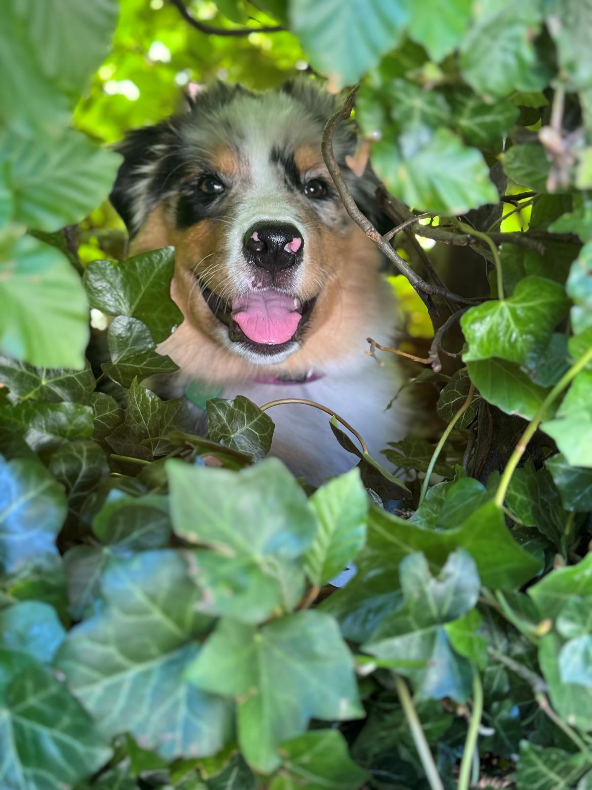 Australian shepherd Maicy billede 12