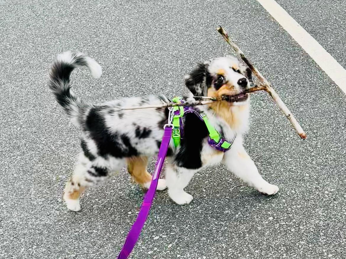 Australian shepherd Maicy billede 14