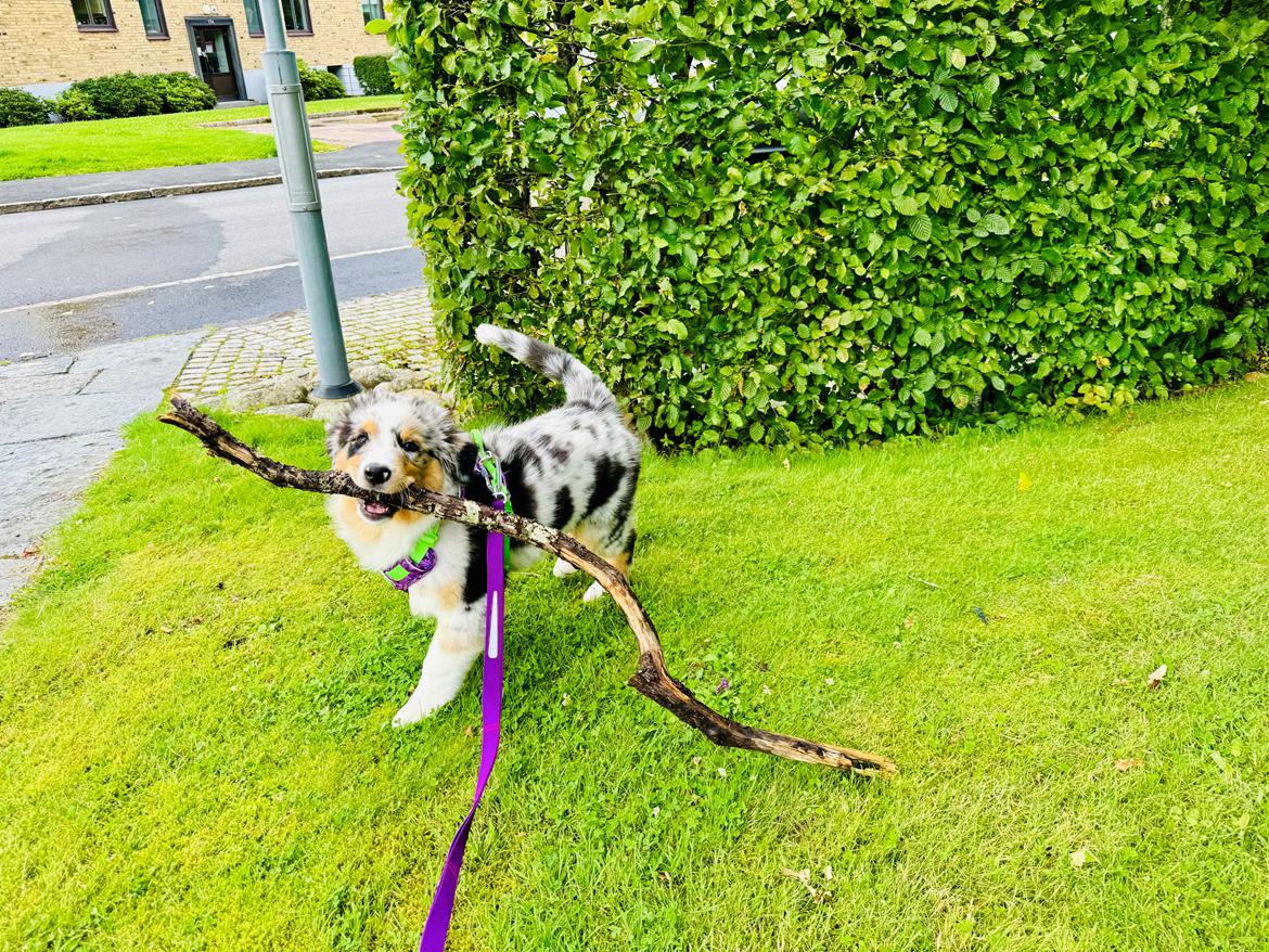 Australian shepherd Maicy billede 15