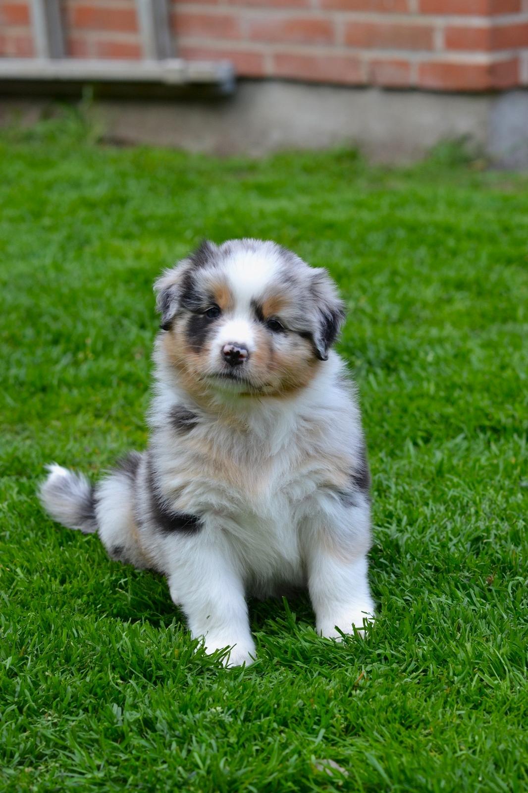 Australian shepherd Maicy billede 16