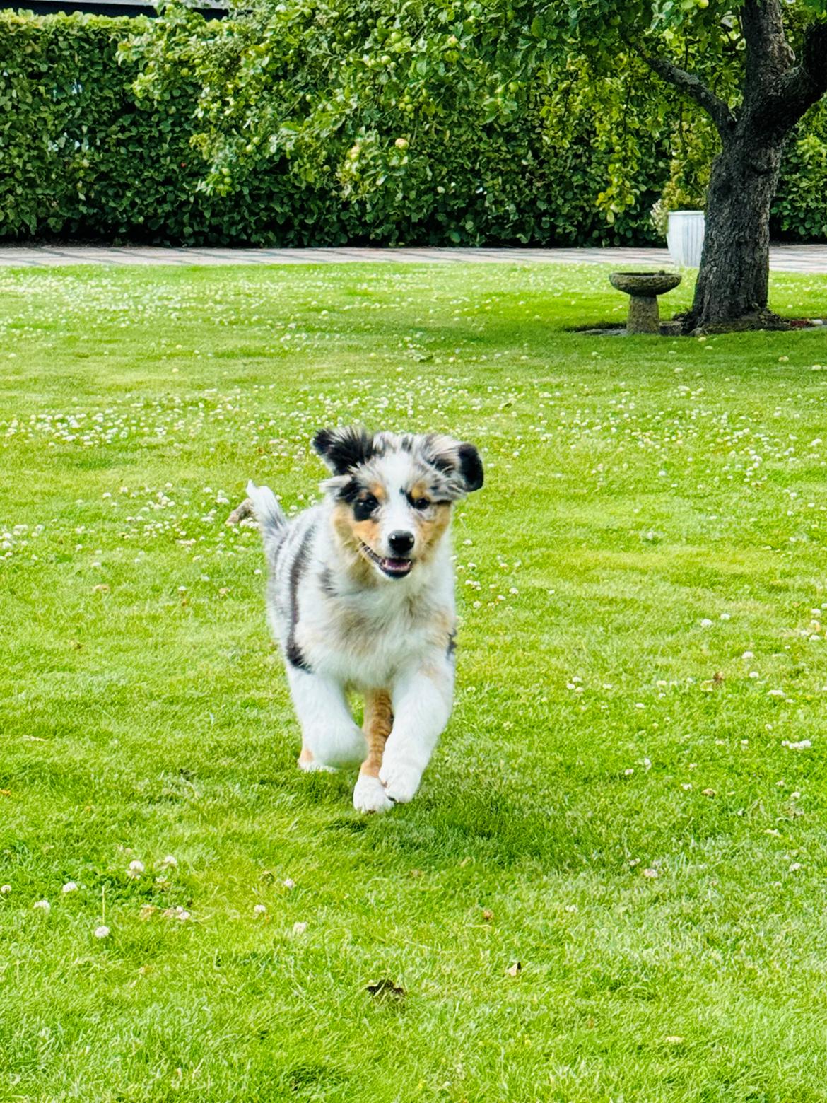 Australian shepherd Maicy billede 17