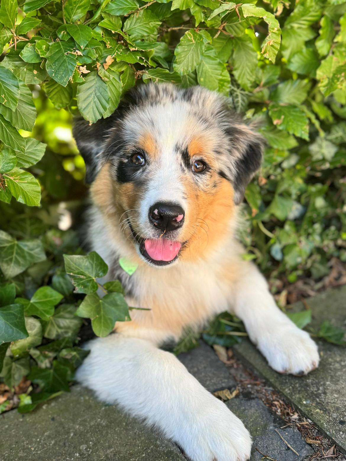 Australian shepherd Maicy billede 11