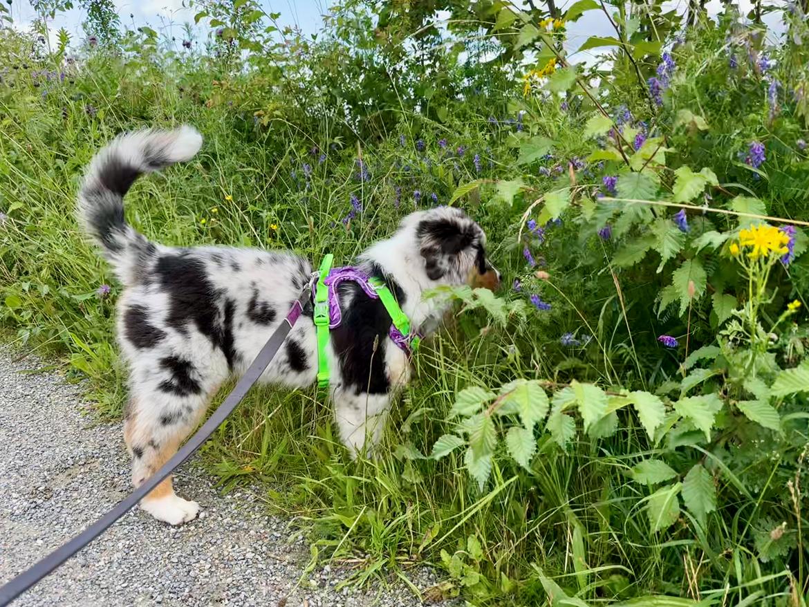 Australian shepherd Maicy billede 19