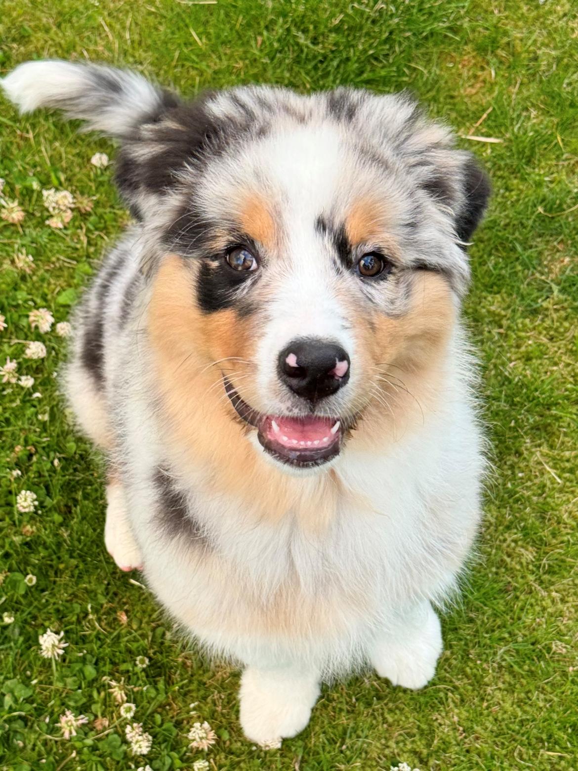 Australian shepherd Maicy billede 21