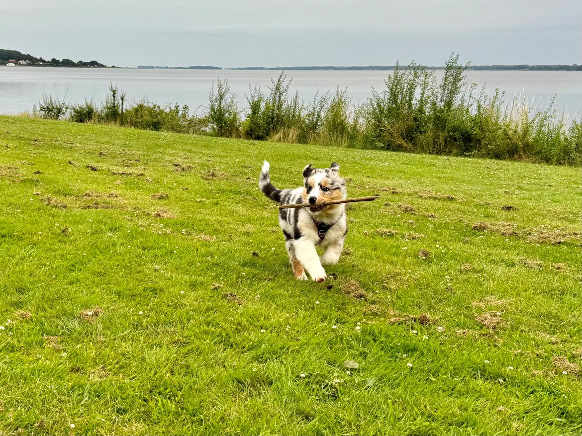 Australian shepherd Maicy billede 22