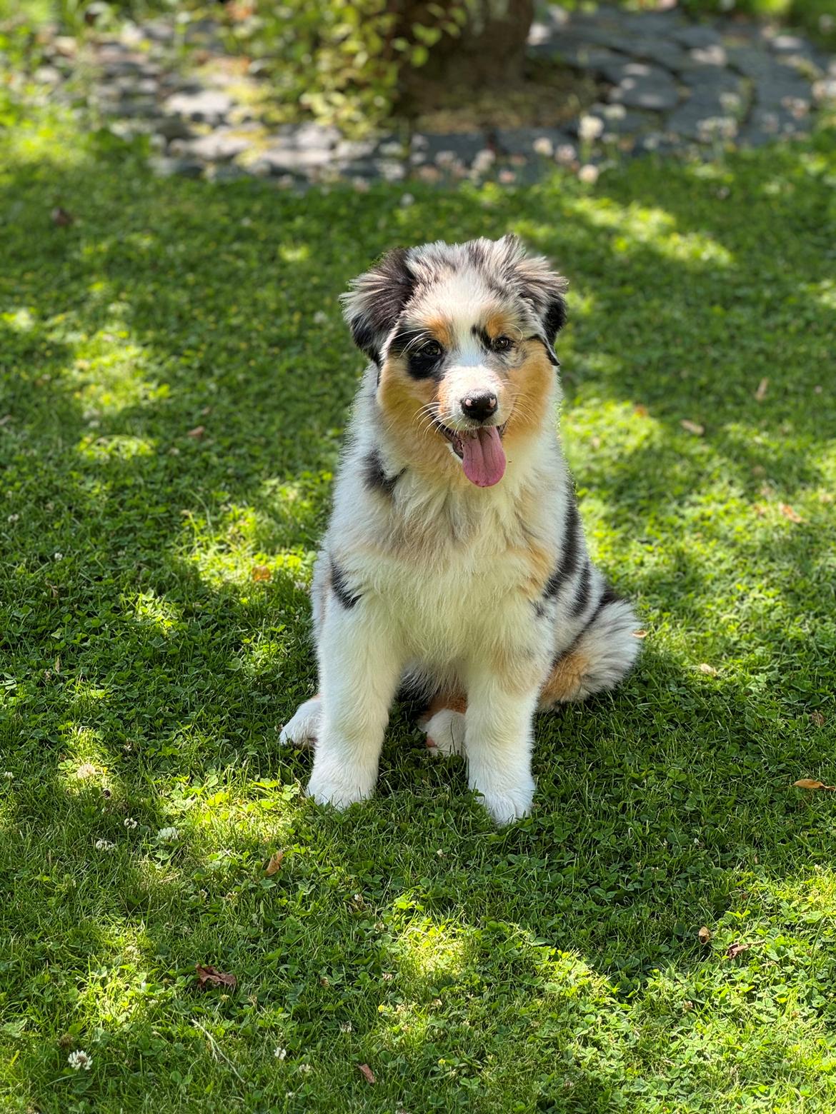 Australian shepherd Maicy billede 23