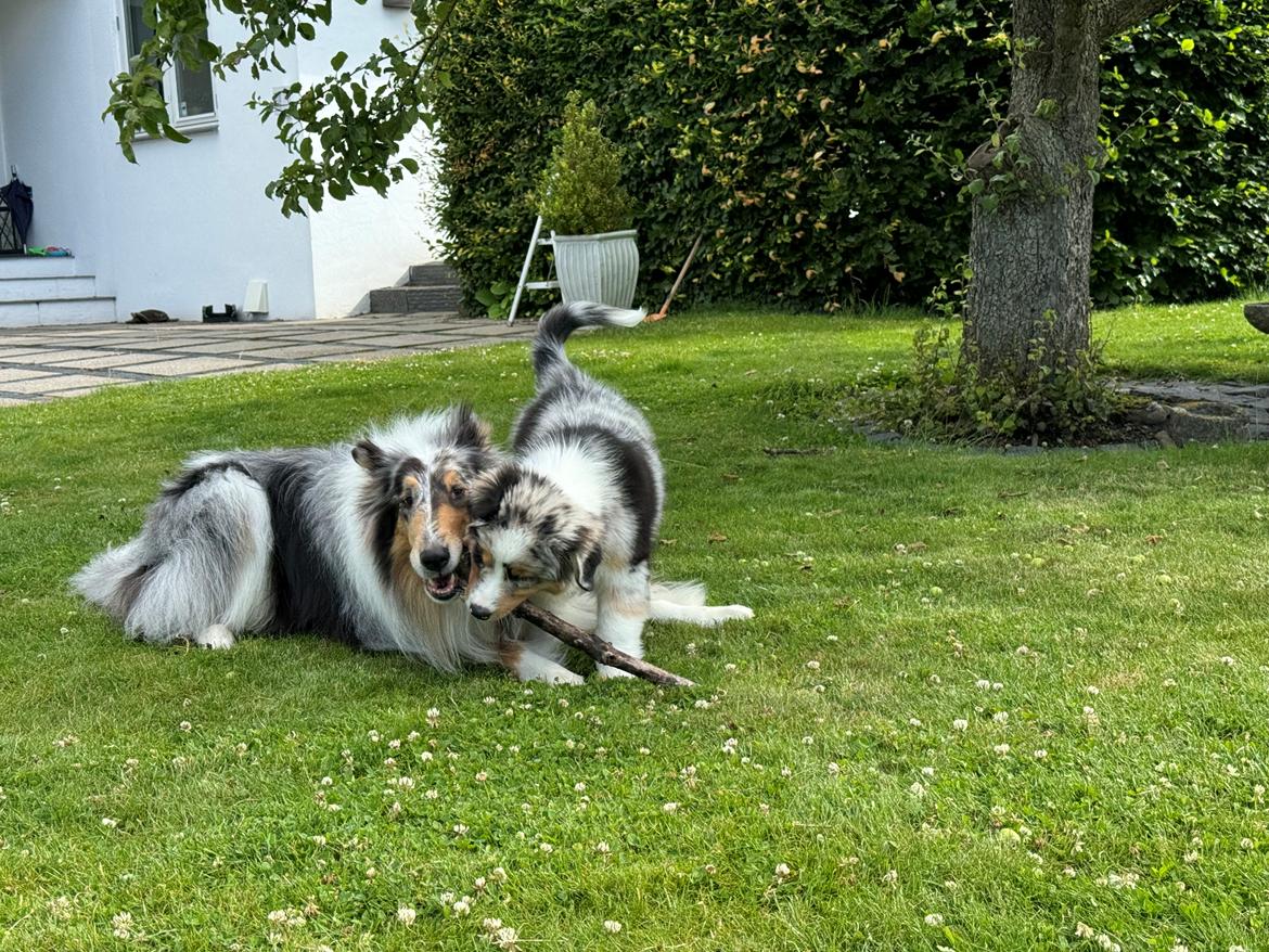 Australian shepherd Maicy billede 24