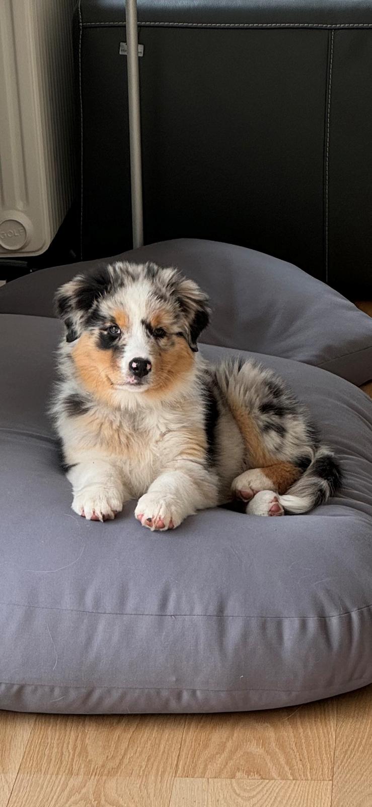 Australian shepherd Maicy billede 25