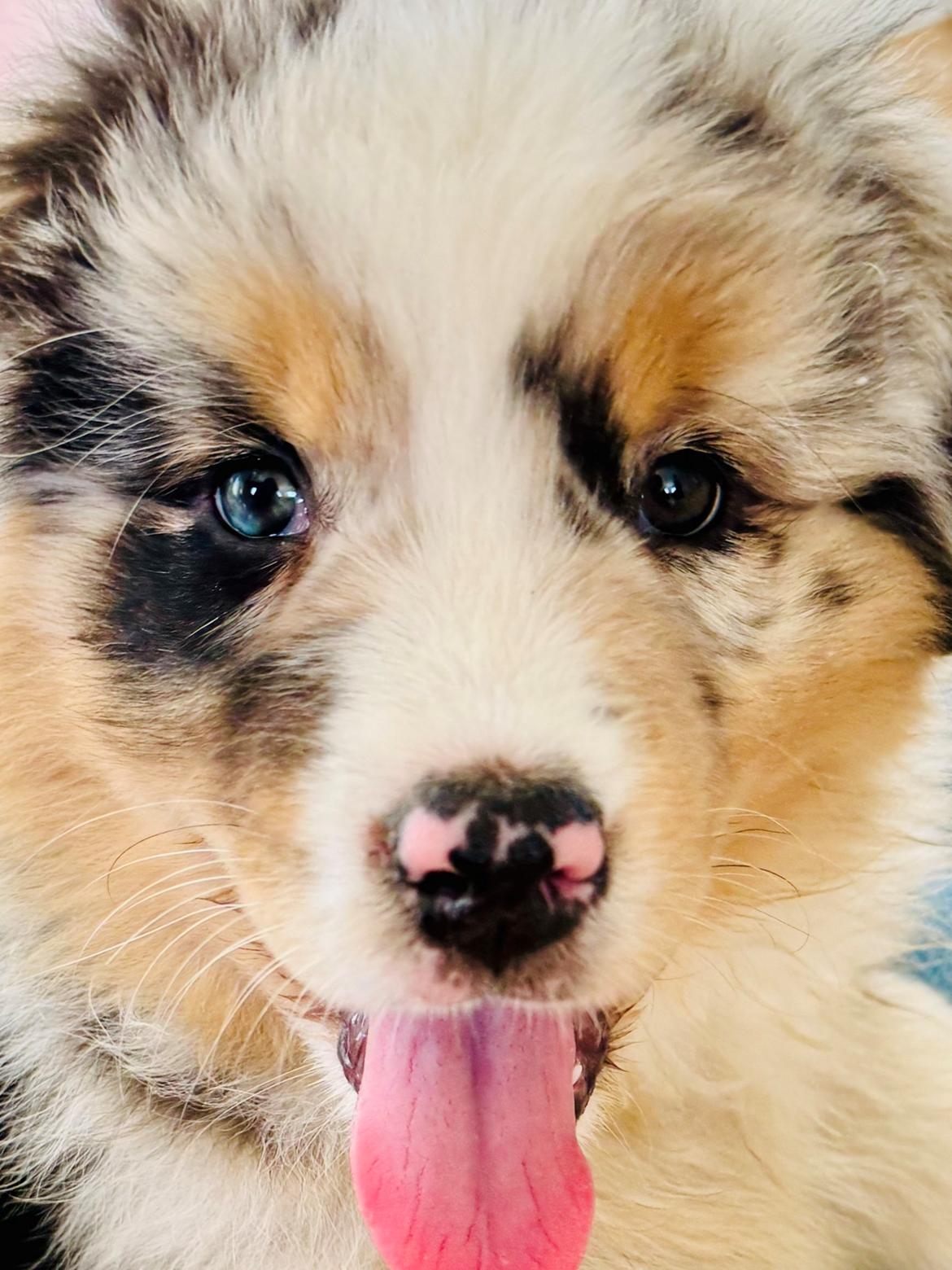 Australian shepherd Maicy billede 26