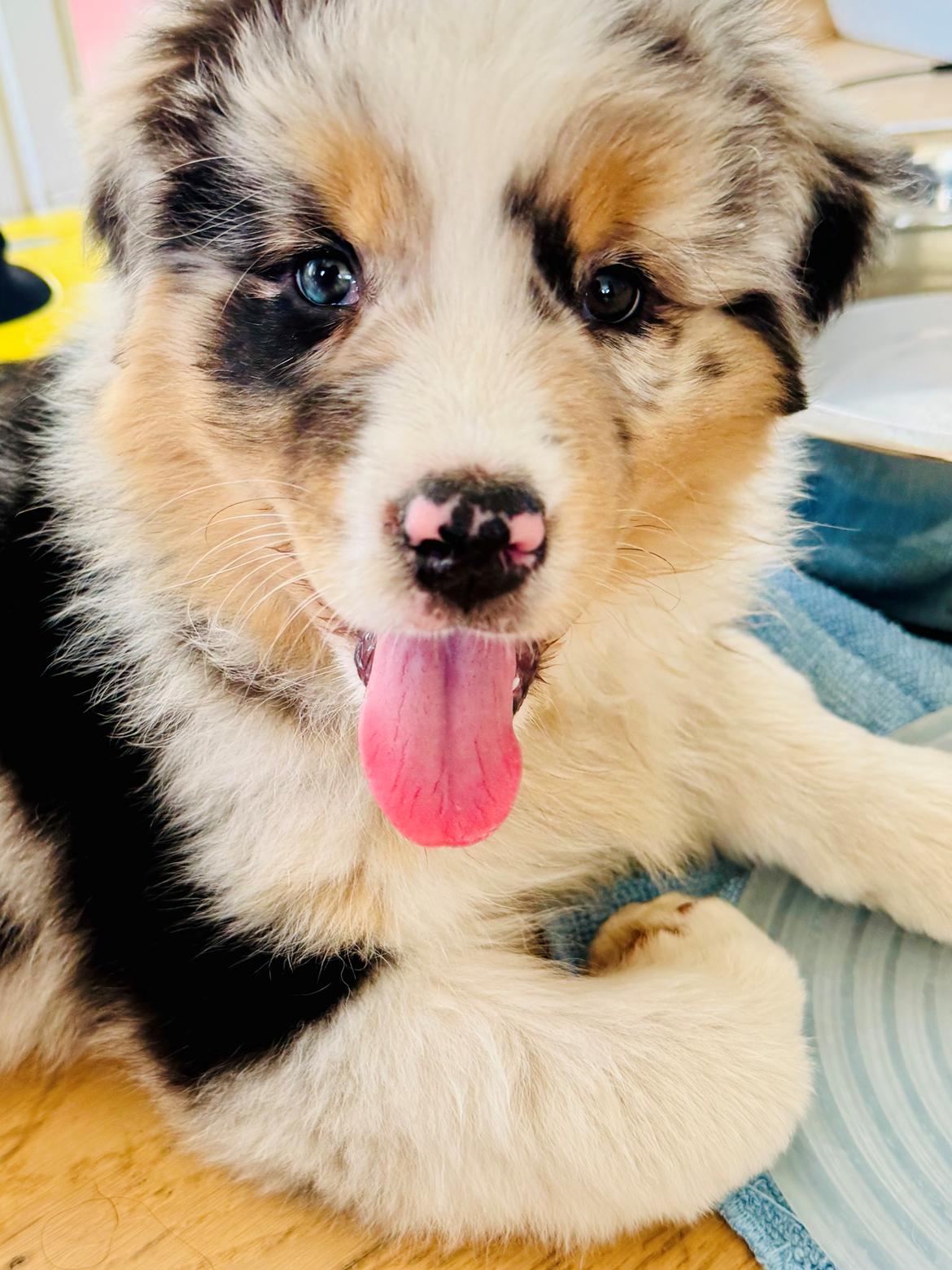 Australian shepherd Maicy billede 27