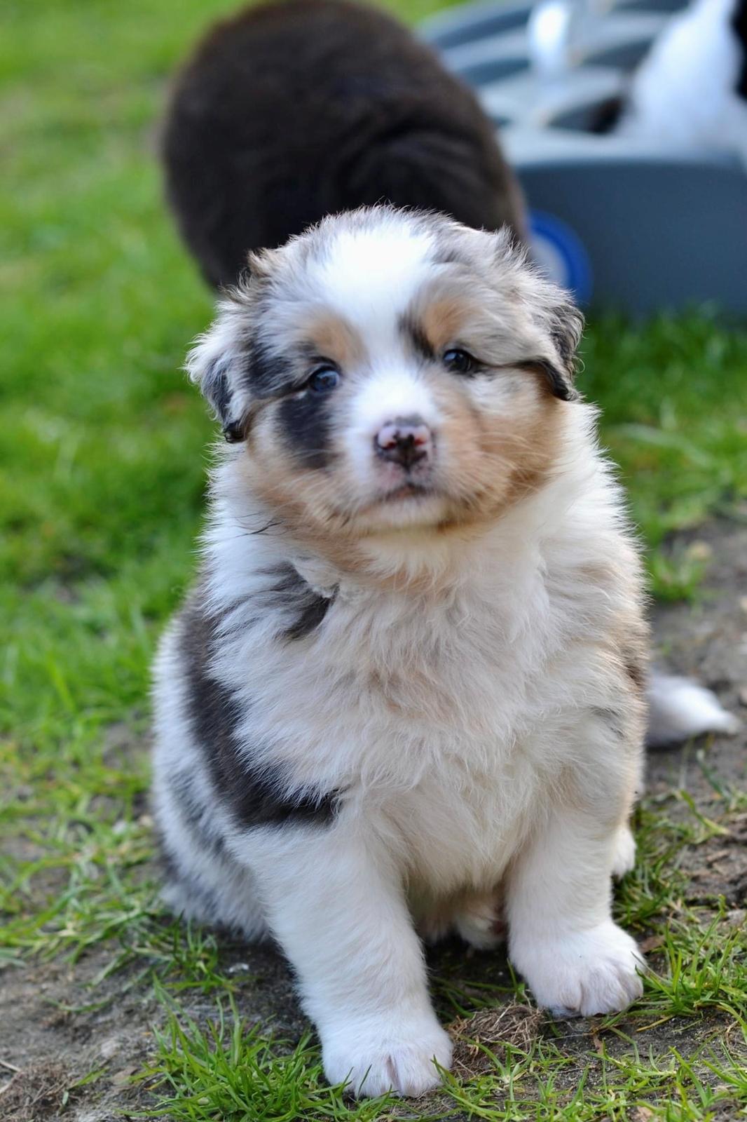 Australian shepherd Maicy billede 1