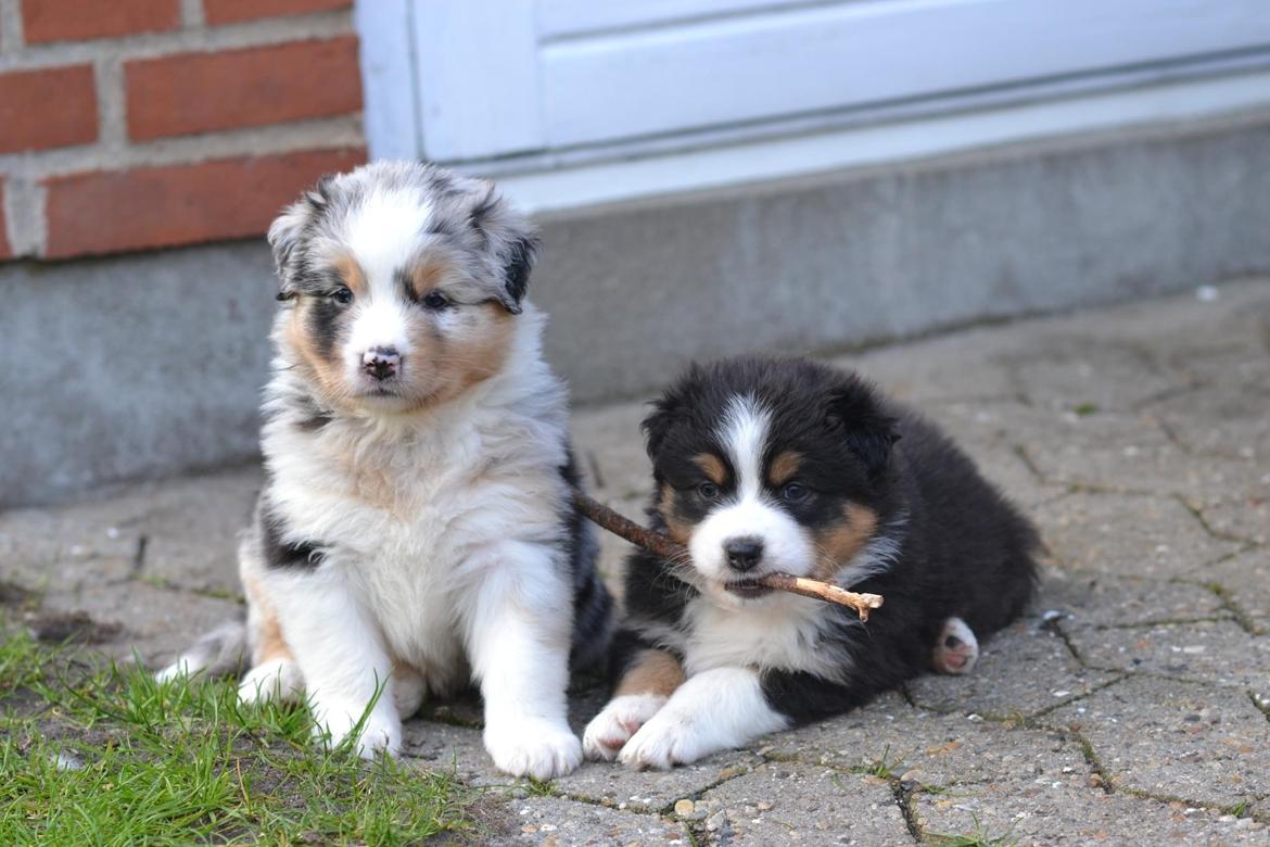 Australian shepherd Maicy billede 28