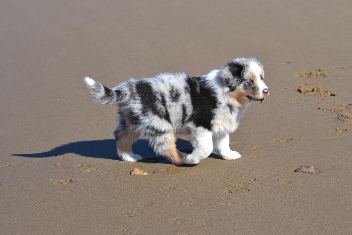 Australian shepherd Maicy billede 29