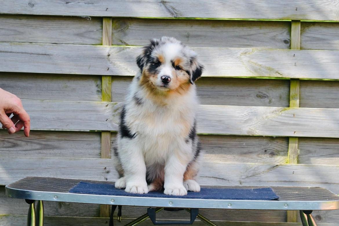 Australian shepherd Maicy billede 30