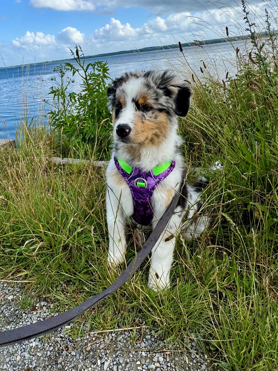 Australian shepherd Maicy billede 18