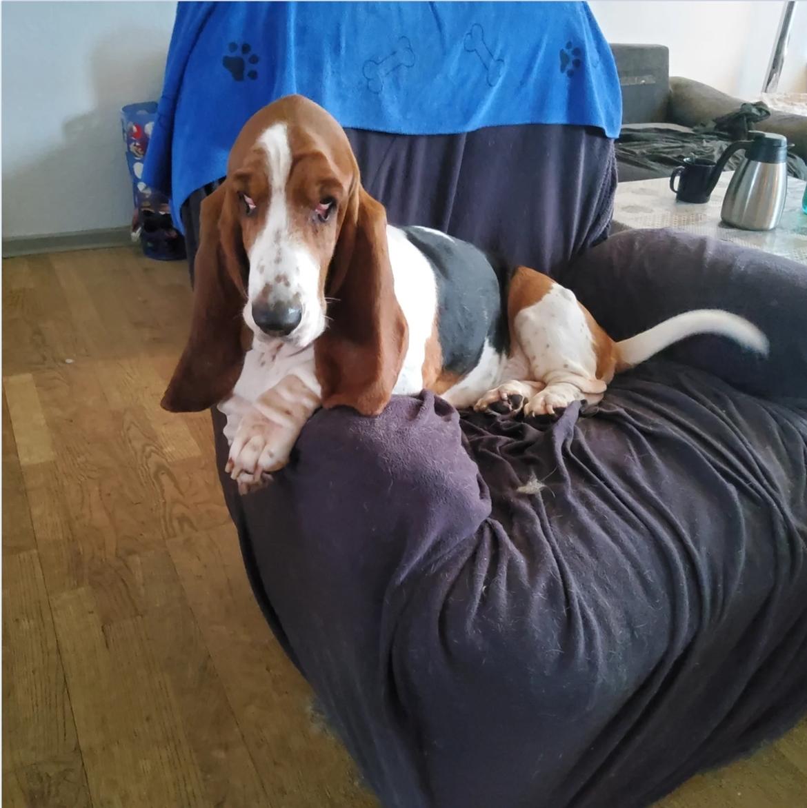 Basset hound Bellatrix billede 1