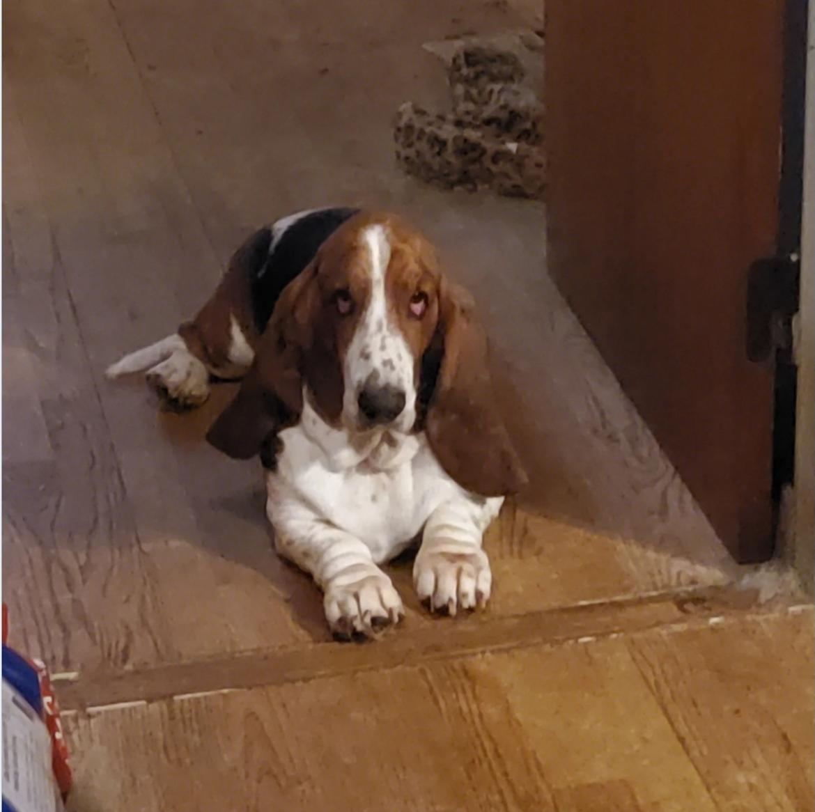 Basset hound Bellatrix billede 2