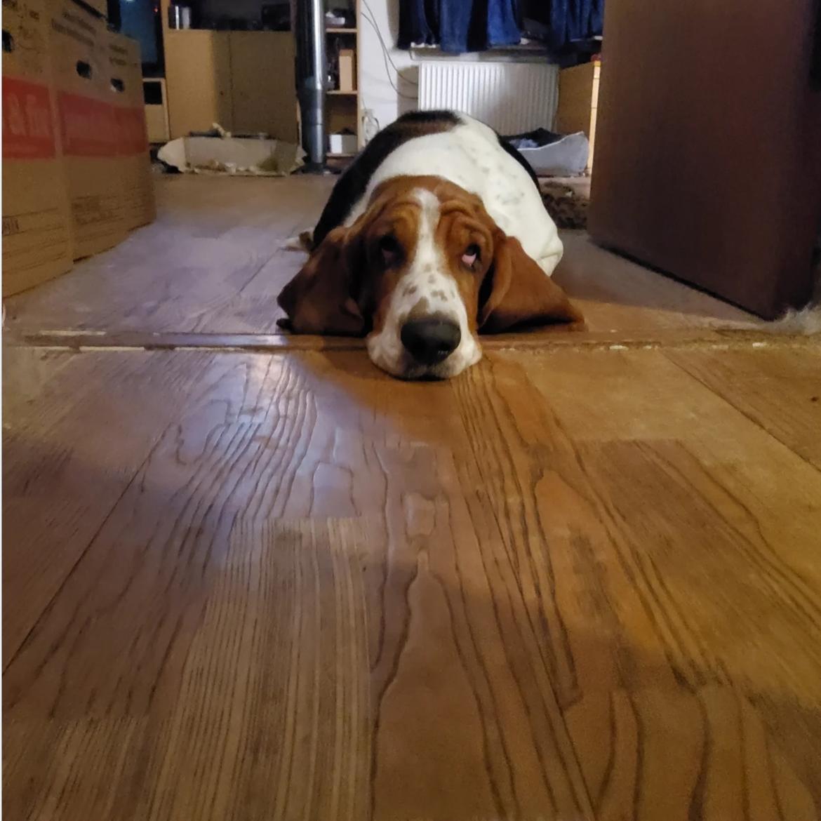 Basset hound Bellatrix billede 5