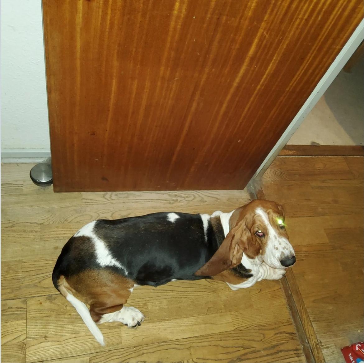 Basset hound Bellatrix billede 3