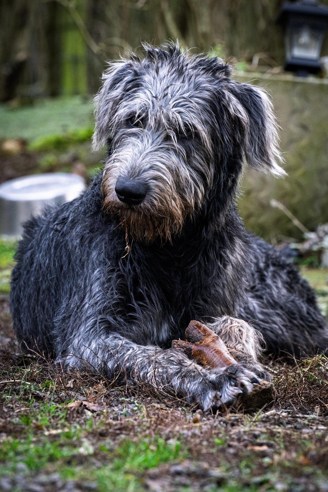 Irsk ulvehund Alma billede 11